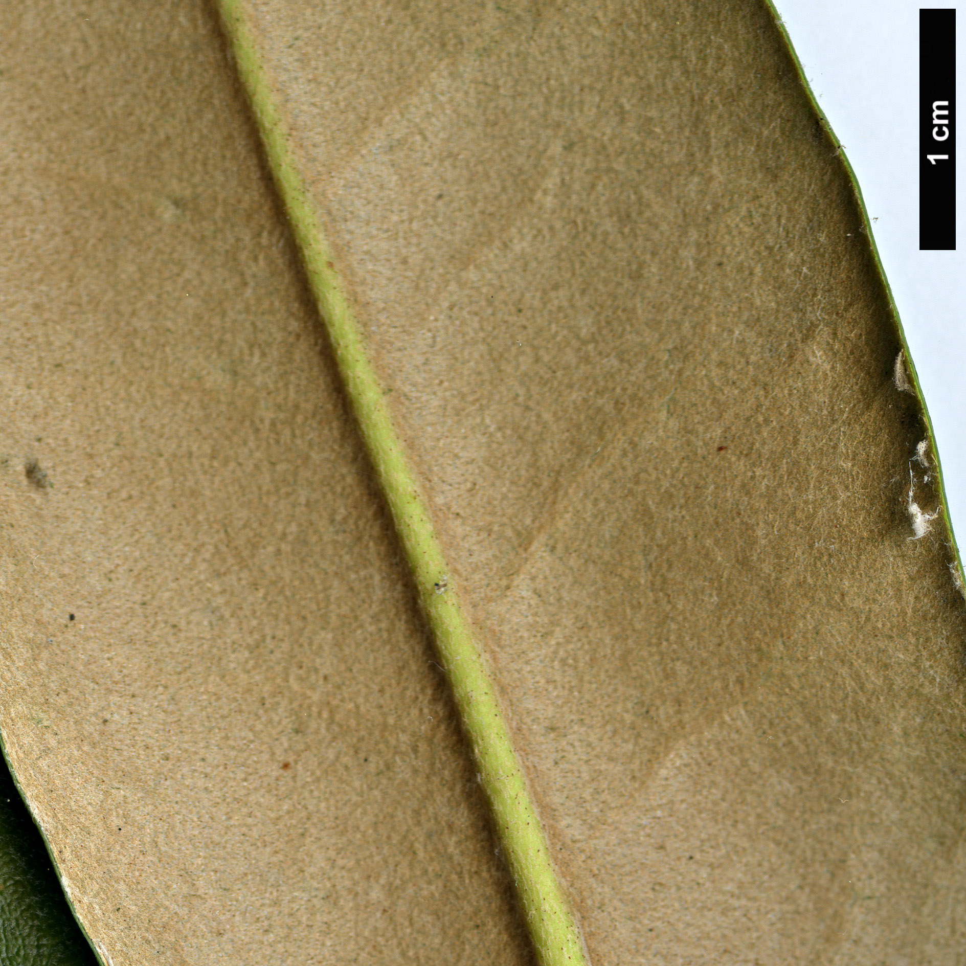 High resolution image: Family: Ericaceae - Genus: Rhododendron - Taxon: degronianum - SpeciesSub: subsp. heptamerum var. kyomaruense